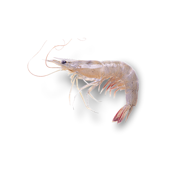 Whole Shrimp