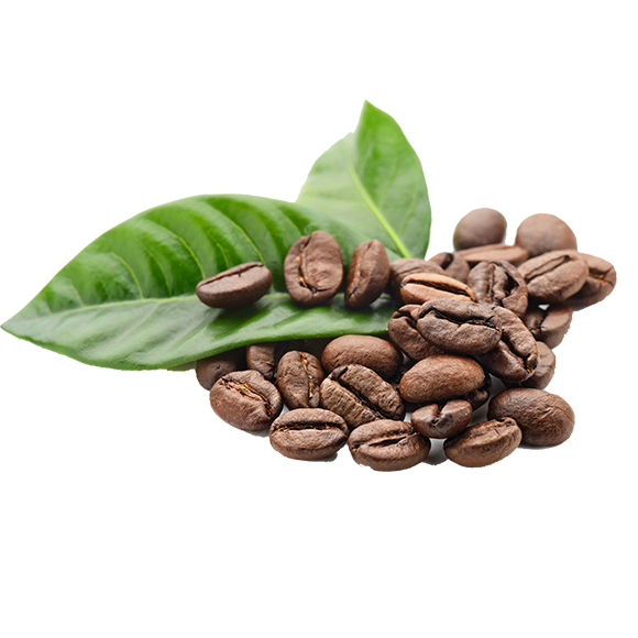 Bertolino is Coffee Ltda