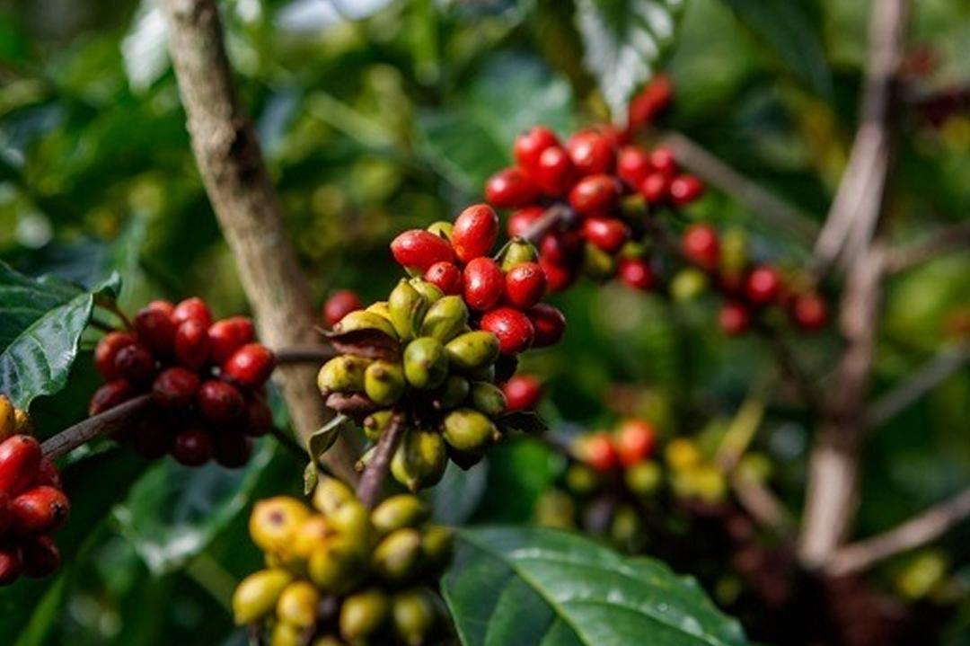 Cultivating dreams: a life story in coffee production
