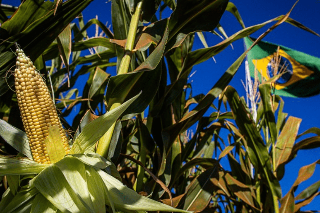 (English) Nurturing tradition in every bite with the golden grains of Brazilian corn