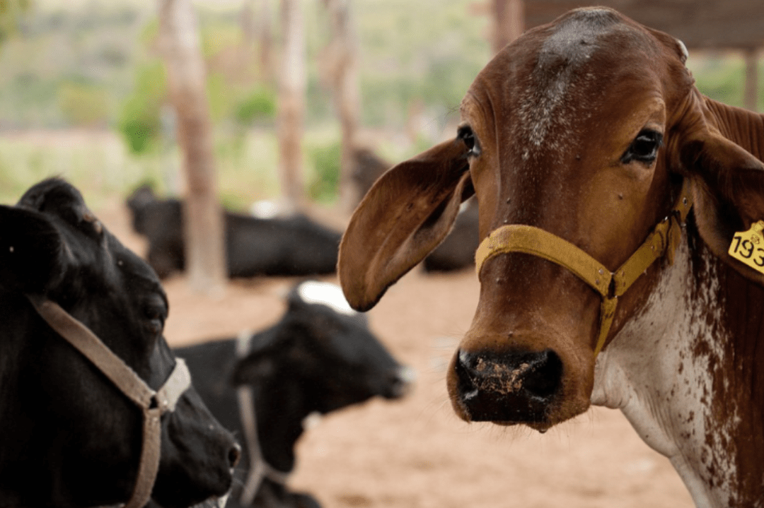 Low-carbon Brazilian livestock: an overview