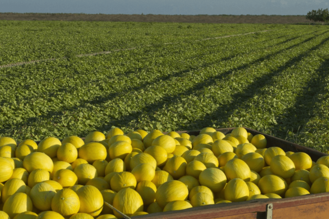 Healthy harvest: Brazilian fruit exports surge