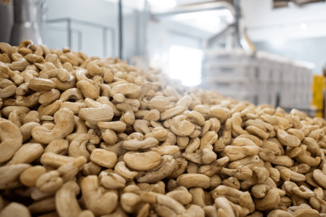 From Pacajus to the World: Suprema Caju’s Cashew Export with Agro.BR Support