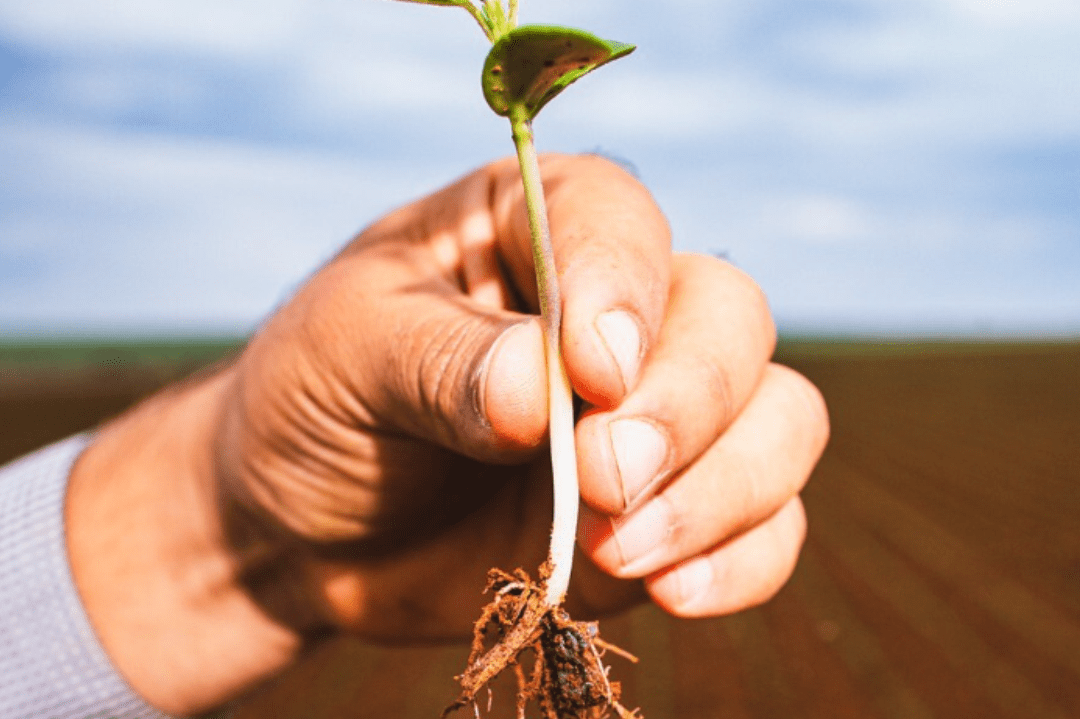 Brazil defines guidelines for certifying low-carbon soybean