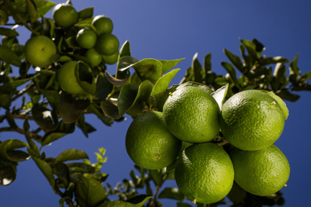 Discover How Natural Citrus Conquered International Markets with Tahiti Lemons