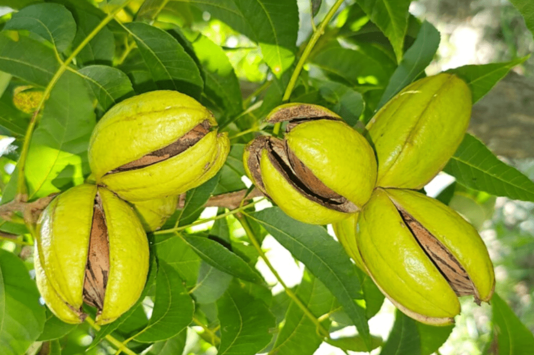 Pecan Nut Production in Brazil: Growth and Future Perspectives