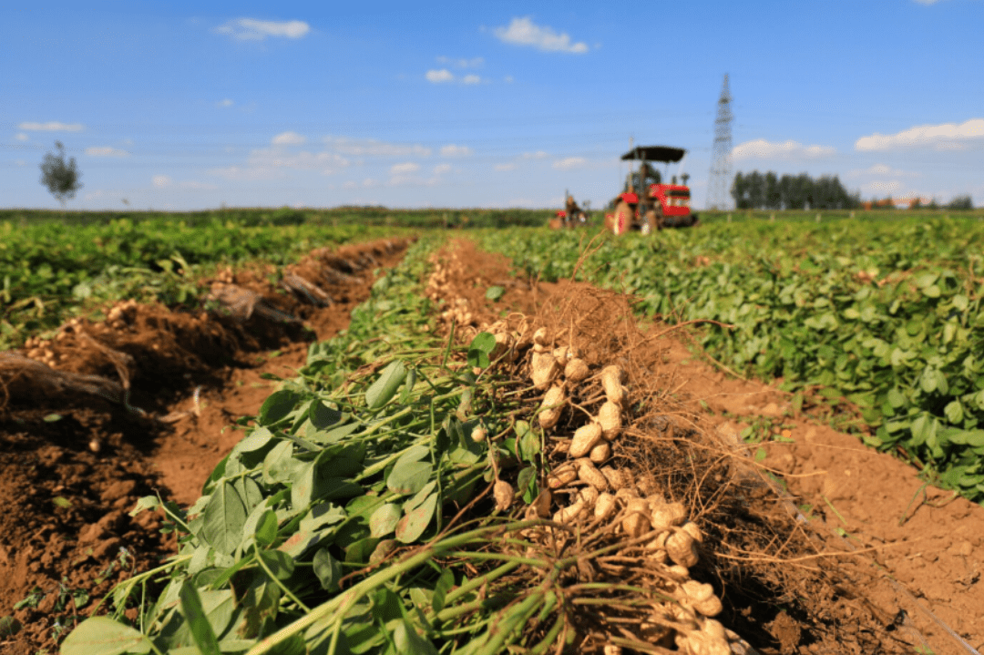 Celebrating the Importance of Brazilian Peanut: A Call for Recognition and Growth