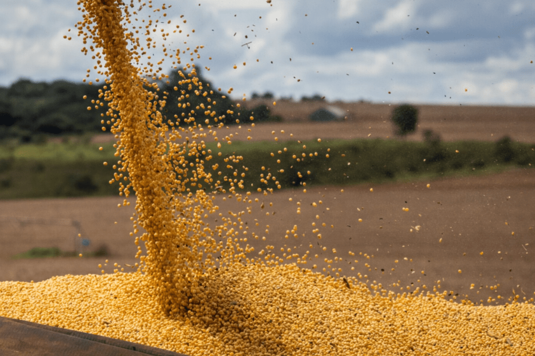 (English) Brazilian Agribusiness Exports Reach US$82.39 Billion in the First Half of 2024