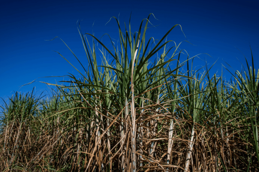 Innovation and Sustainability in Sugarcane Growing: The BRCana Method