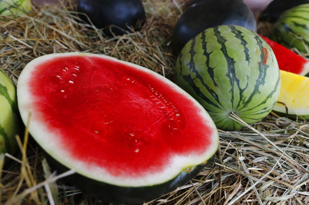 Brazilian watermelons: conquering international markets with sustainable flavor