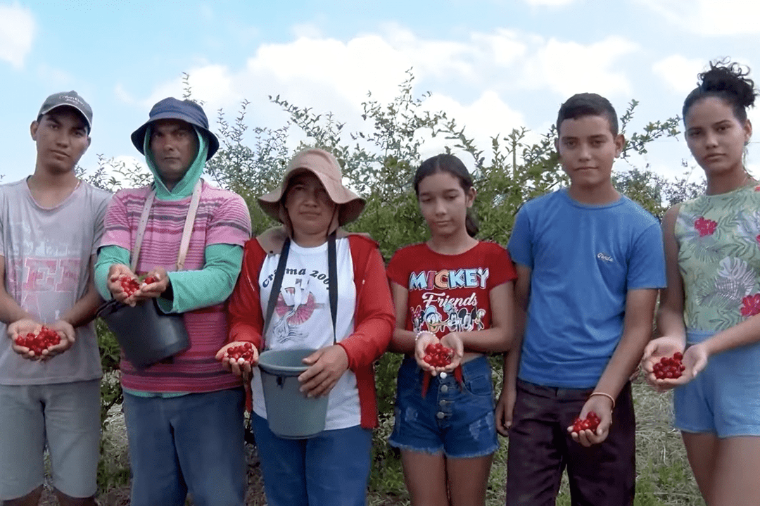Organic acerola farming changes the life of Brazilian farmers in Piauí