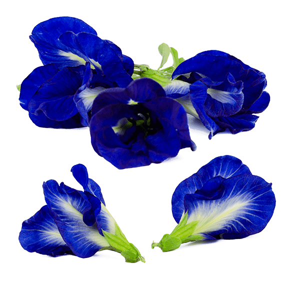 Flor Fada Azul
