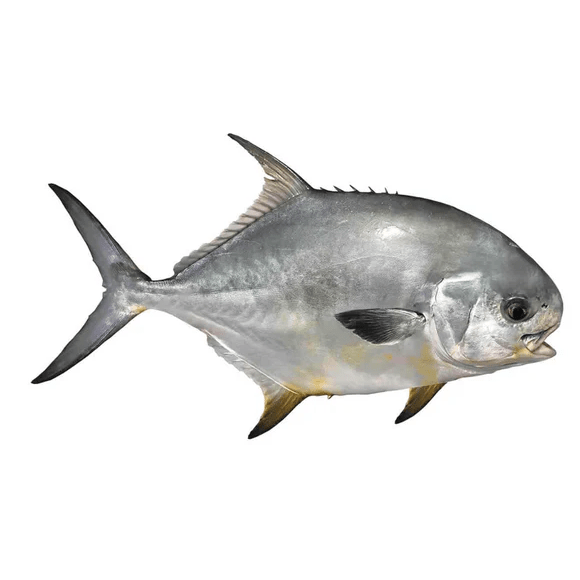 FATTY FISH PIGGY PAMPO – SWORD