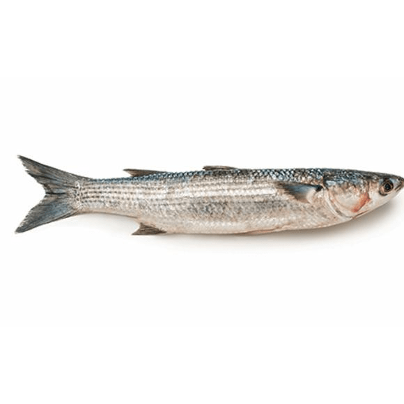 TAINHA FISH