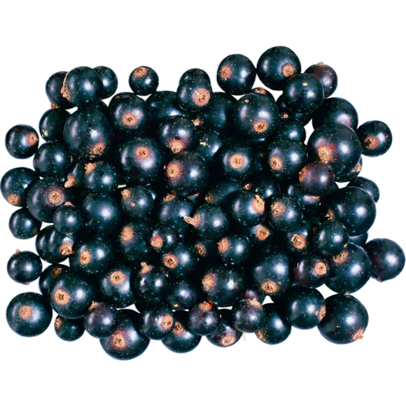 JABUTICABA.png