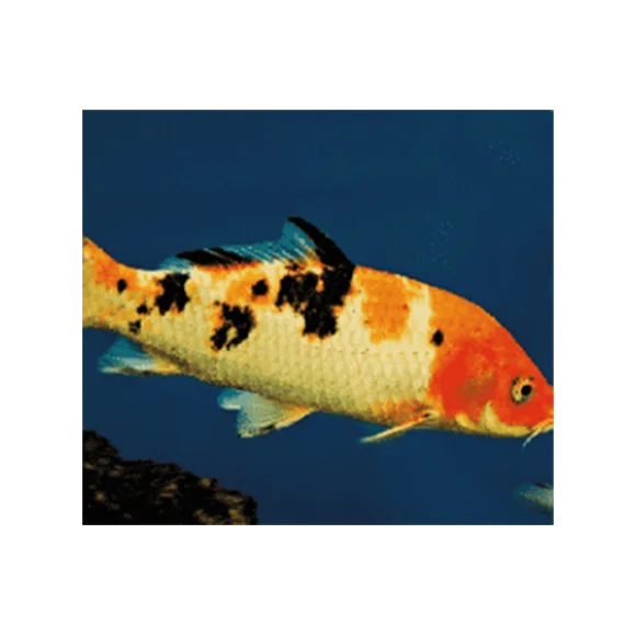 acorci-common-carp.png