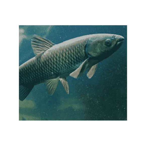 acorci-grass-carp.png