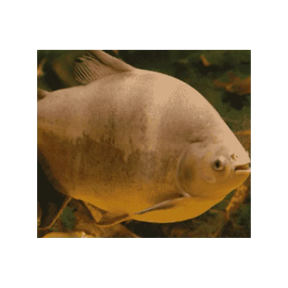 acorci-pacu.png