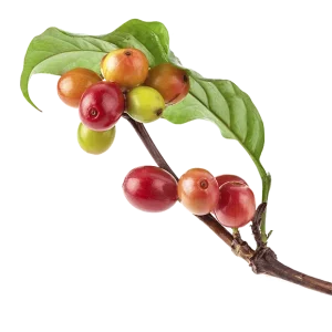 Café não torrado