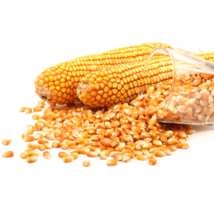 Milho em grão