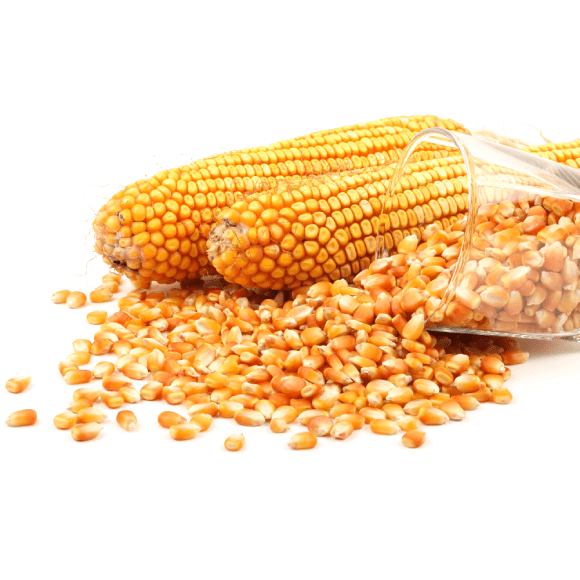 Milho em grão