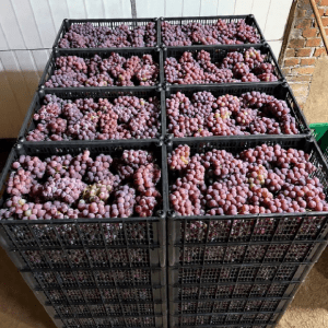 Uva comum (não de mesa)